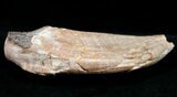 Archaeocete (Primitive Whale) Tooth - Basilosaur #11426-3